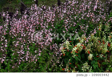 サルビアの花・ヒゴロモソウ（緋衣草）・来路花・サルビア スプレンデンス・スカーレットセージ 109003442