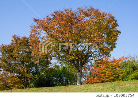 原っぱと大きな木 原っぱと大きな木 109003754
