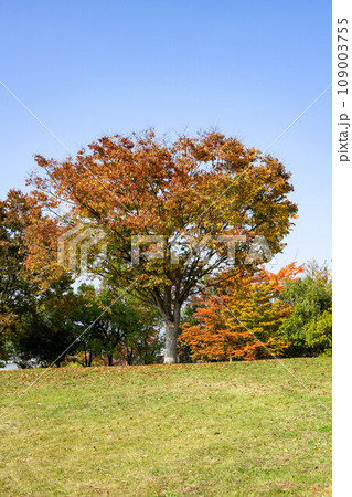 原っぱと大きな木 原っぱと大きな木 109003755