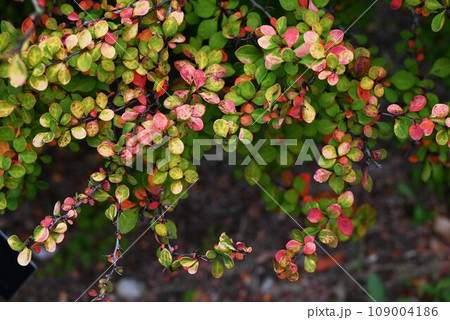 メギ(目木)の紅葉・コトリトマラズの別名(枝に鋭い棘)・根茎を煎じて洗眼に利用したので「目木」 メギ(目木)の紅葉・コトリトマラズの別名(枝に鋭い棘)・根茎を煎じて洗眼に利用したので「目木」 109004186