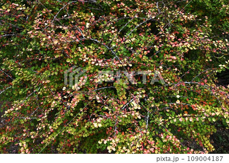 メギ(目木)の紅葉・コトリトマラズの別名(枝に鋭い棘)・根茎を煎じて洗眼に利用したので「目木」 メギ(目木)の紅葉・コトリトマラズの別名(枝に鋭い棘)・根茎を煎じて洗眼に利用したので「目木」 109004187
