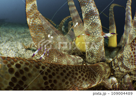 アキノハマカクレエビ 109004489