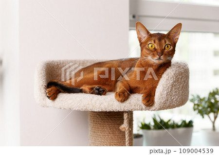 Abyssinian young cat lies at tower. Beautiful purebred short haired kitten Abyssinian young cat lies at tower. Beautiful purebred short haired kitten 109004539