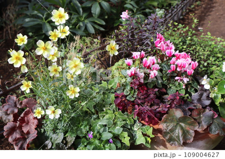 冬の花寄せ植え＆寄せ鉢 109004627