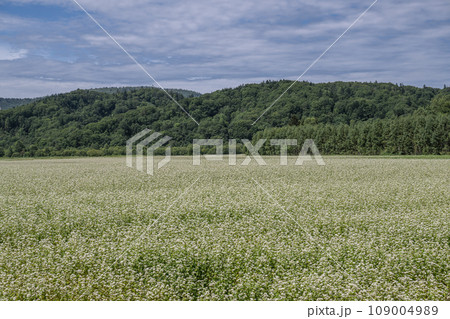 そば畑の風景 そば畑の風景 109004989