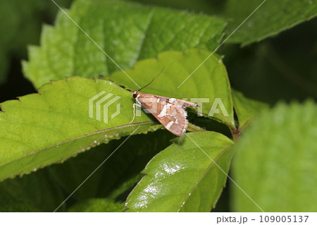 シロオビノメイガ 109005137