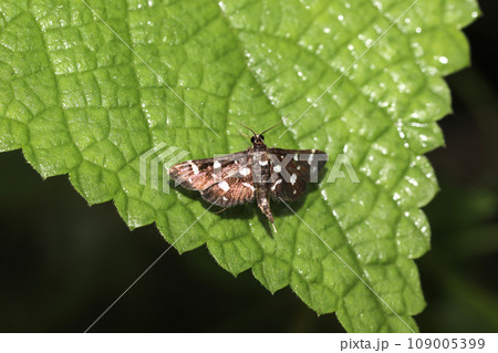 シロモンノメイガ シロモンノメイガ 109005399