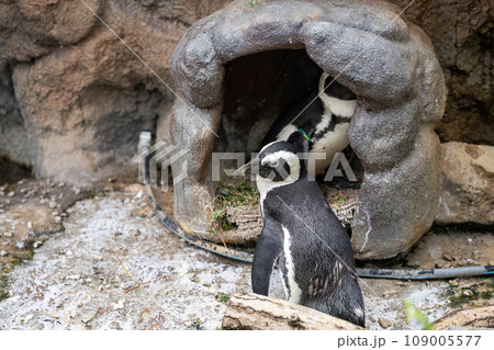 巣穴にいるケープペンギン 巣穴にいるケープペンギン 109005577