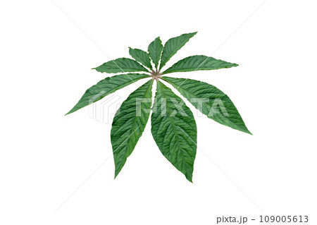 green leaf of Spider flower or Cleome hassleriana or Spider plant green leaf of Spider flower or Cleome hassleriana or Spider plant 109005613