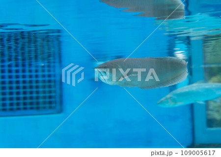 シルバーアロワナとシルバードラド 109005617