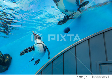 ケープペンギンの泳ぐ姿 109005651