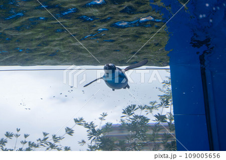 ケープペンギンの泳ぐ姿 109005656