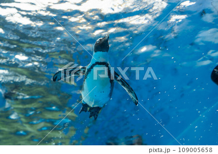 ケープペンギンの泳ぐ姿 ケープペンギンの泳ぐ姿 109005658