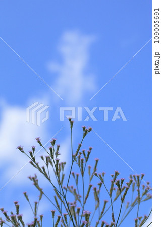 アレチハナガサの花と青空 109005691