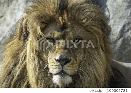 精悍な顔立ちの百獣の王ライオンの写真素材 [109005721] - PIXTA