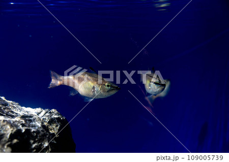 2匹のネンブツダイ 2匹のネンブツダイ 109005739