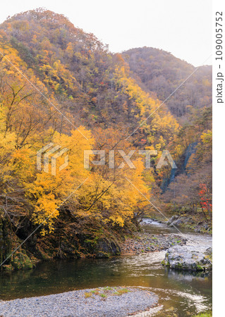 「岩手県」晩秋の久慈渓流 紅葉 「岩手県」晩秋の久慈渓流 紅葉 109005752