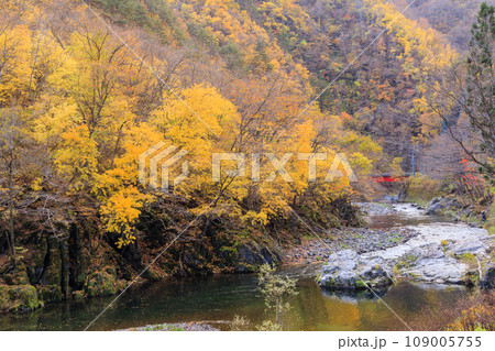 「岩手県」晩秋の久慈渓流 紅葉 「岩手県」晩秋の久慈渓流 紅葉 109005755