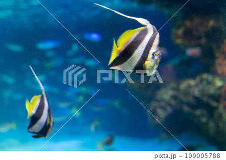 ハナタテダイ	 109005788