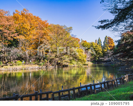 吉祥寺　秋の井の頭公園 109005795
