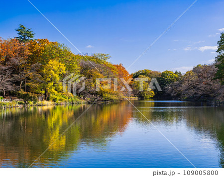 吉祥寺　秋の井の頭公園 109005800