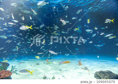 ウメイロモドキの群れ ウメイロモドキの群れ 109005870