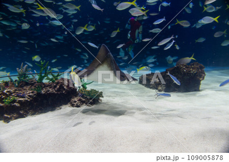 エイとウメイロモドキの群れ エイとウメイロモドキの群れ 109005878