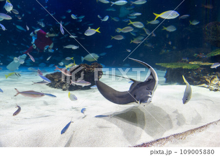 エイとウメイロモドキの群れ 109005880