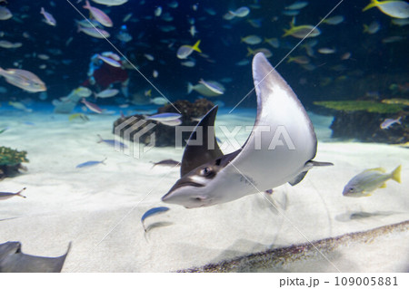 エイとウメイロモドキの群れ 109005881