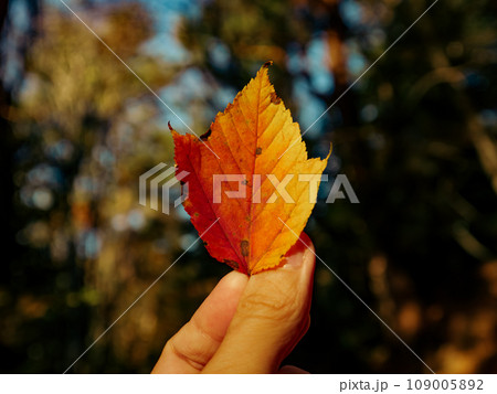 紅葉した葉を手に持つ様子　秋 109005892
