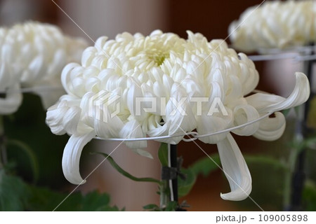 菊の花・菊花展・アート・日本文化・秋の風物詩 菊の花・菊花展・アート・日本文化・秋の風物詩 109005898