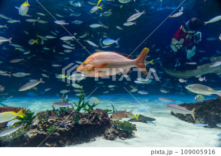 ヒメフエダイとウメイロモドキの群れ ヒメフエダイとウメイロモドキの群れ 109005916