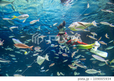 熱帯魚に餌をあげている飼育員 109005934