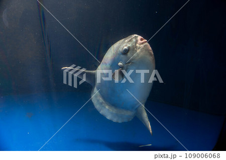 マンボウ 109006068