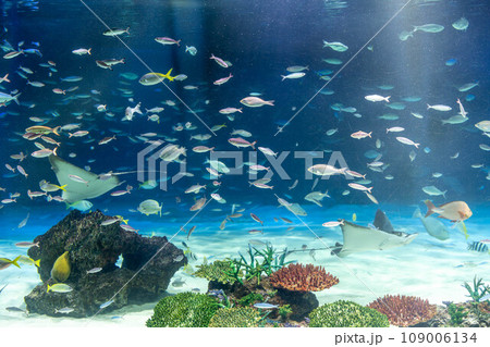 エイと熱帯魚の群れ 109006134