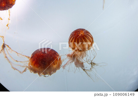 アカクラゲの水槽 109006149