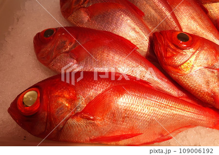 魚屋で氷の上に並べられた天然金目鯛 魚屋で氷の上に並べられた天然金目鯛 109006192