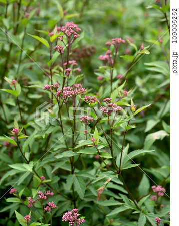 フジバカマ　薬用植物 109006262