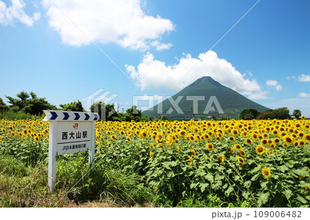 ひまわりが広がるのどかな西大山駅の風景 ひまわりが広がるのどかな西大山駅の風景 109006482