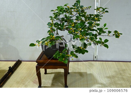 [盆栽」・日本文化・伝統芸術・趣味 109006576