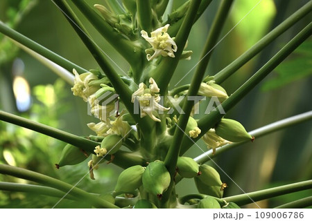 パパイヤの花と実 109006786
