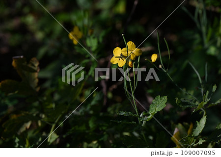 クサノオウの花・有毒植物であるが皮膚疾患や内臓病に効果のある薬草「草の王様」 109007095