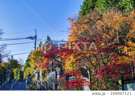 東京都　御岳山　武藏御嶽神社　紅葉の参道 109007121