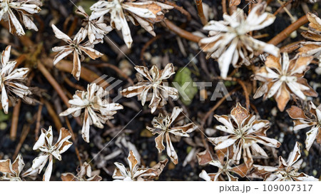 枯れた花の束 109007317