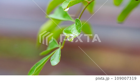 木漏れ日と葉っぱについた水滴 109007319