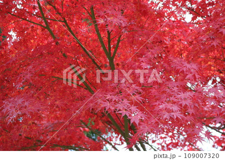 見ごろを迎えた紅葉 Momiji on crimson foliage season 109007320