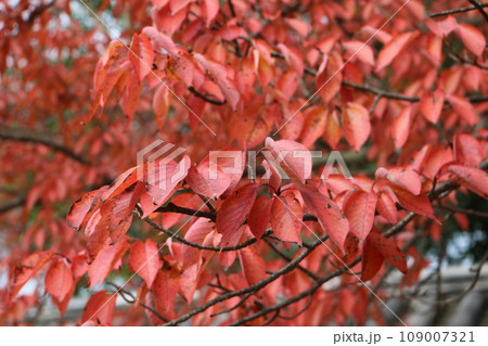 見ごろを迎えた桜の紅葉 sakura Momiji 109007321
