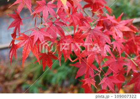 見ごろを迎えた紅葉 Momiji on crimson foliage season 109007322