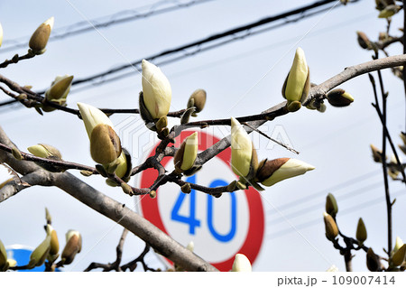 花芽がふくらんだ街路樹のハクモクレン 花芽がふくらんだ街路樹のハクモクレン 109007414