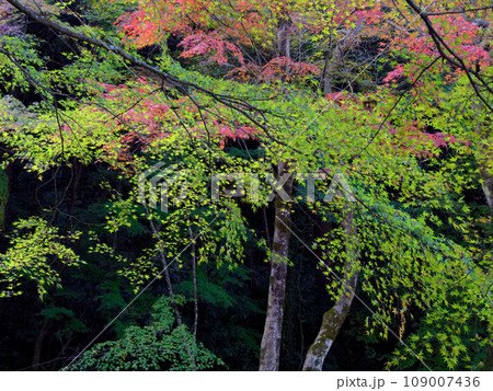 臨済宗南禅寺派永保寺庭園の紅葉 109007436
